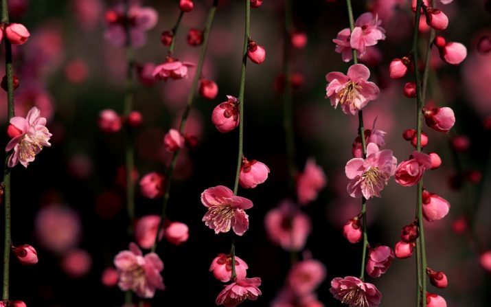 Cherry Blossom Wallpaper 1 Cherry Blossom Wallpaper 1