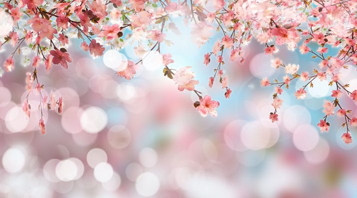 Cherry Blossom Wallpaper 1