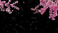 Cherry Blossom Wallpaper 42
