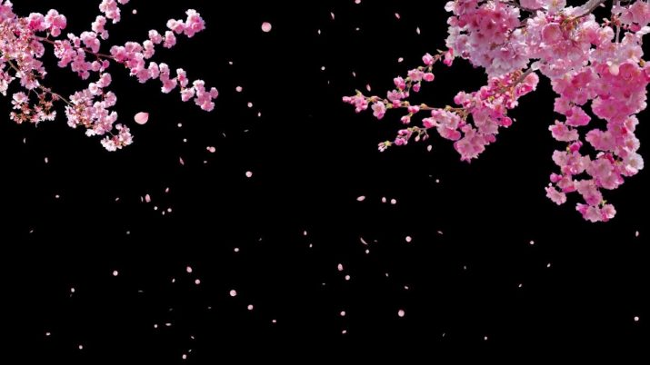 Cherry Blossom Wallpaper 1