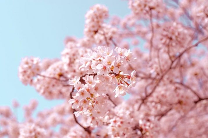Cherry Blossom Wallpaper 1