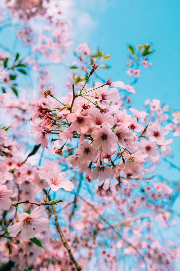 Cherry Blossom Wallpaper 1