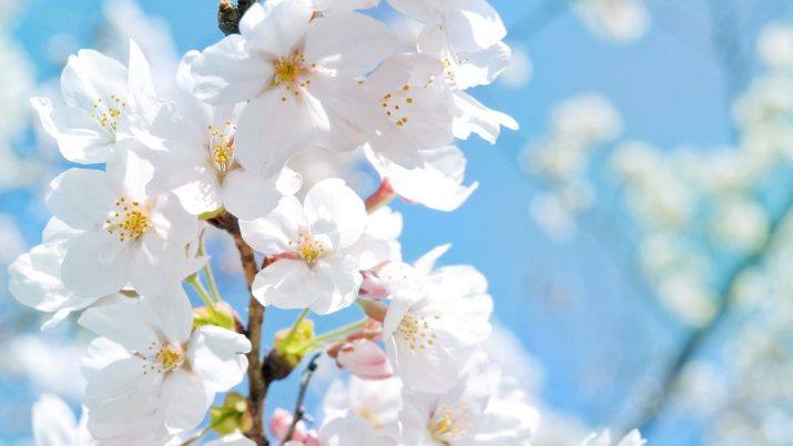 Cherry Blossom Wallpaper 1