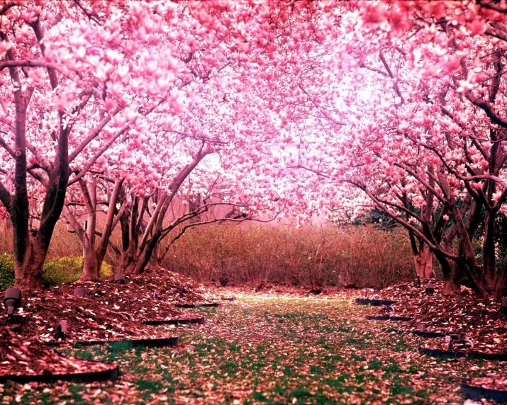 Cherry Blossom Wallpaper 1