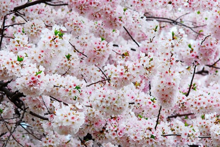 Cherry Blossom Wallpaper 1