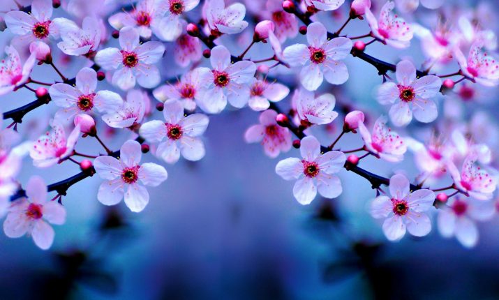 Cherry Blossom Wallpaper 1