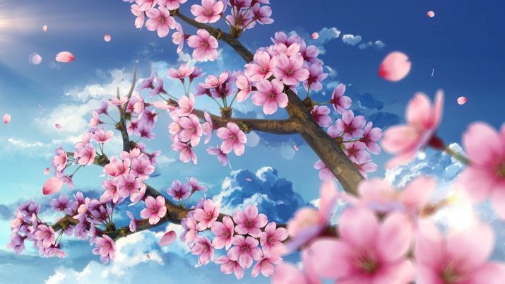 Cherry Blossom Wallpaper 1