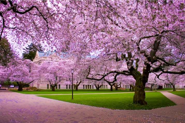 Cherry Blossom Wallpaper 1