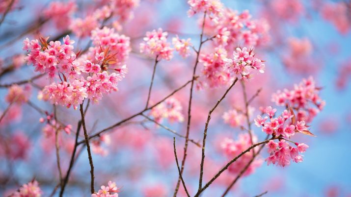 Cherry Blossom Wallpaper 1