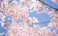 Cherry Blossom Wallpaper 38