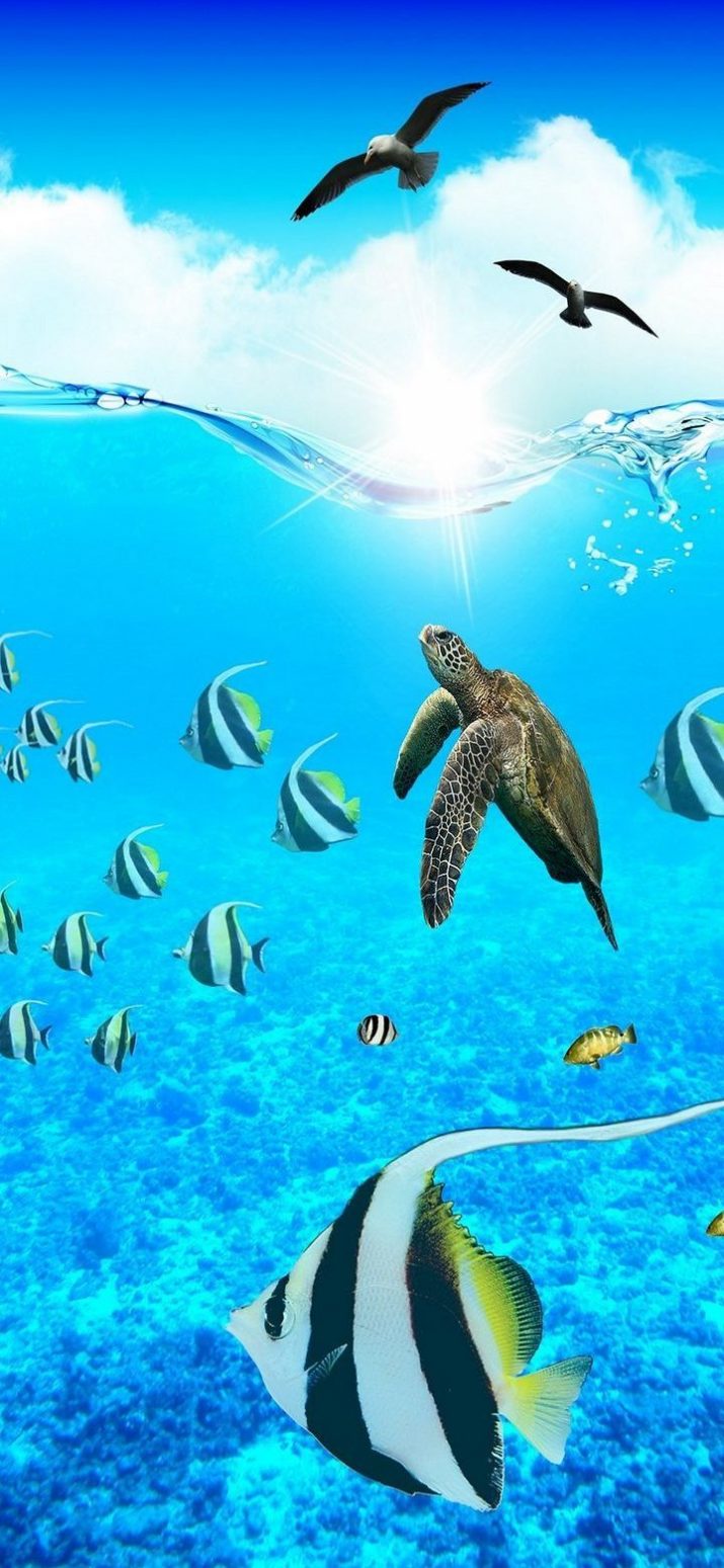 Underwater Wallpaper 1 Underwater Wallpaper 1