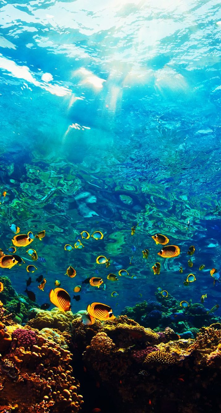 Underwater Wallpaper 1