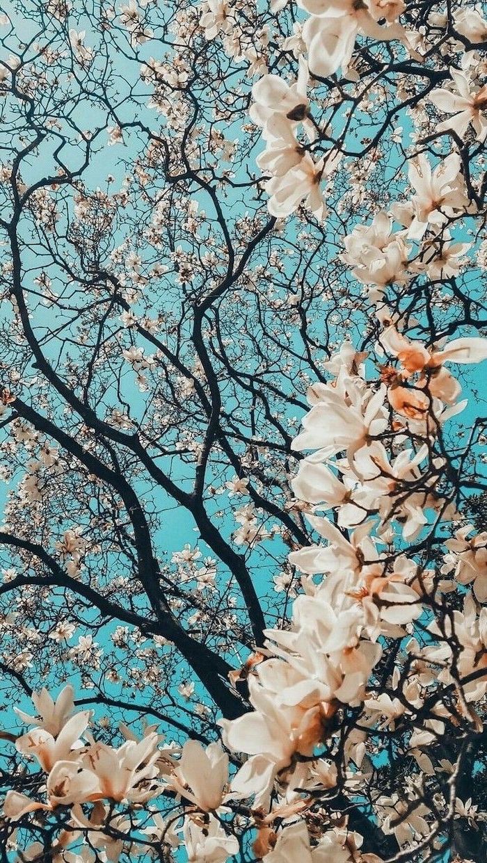 Spring Wallpaper 1 Spring Wallpaper 1