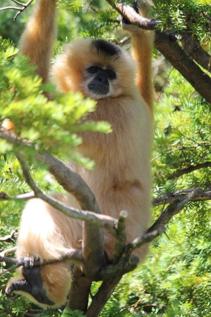 Gibbon Wallpaper 1