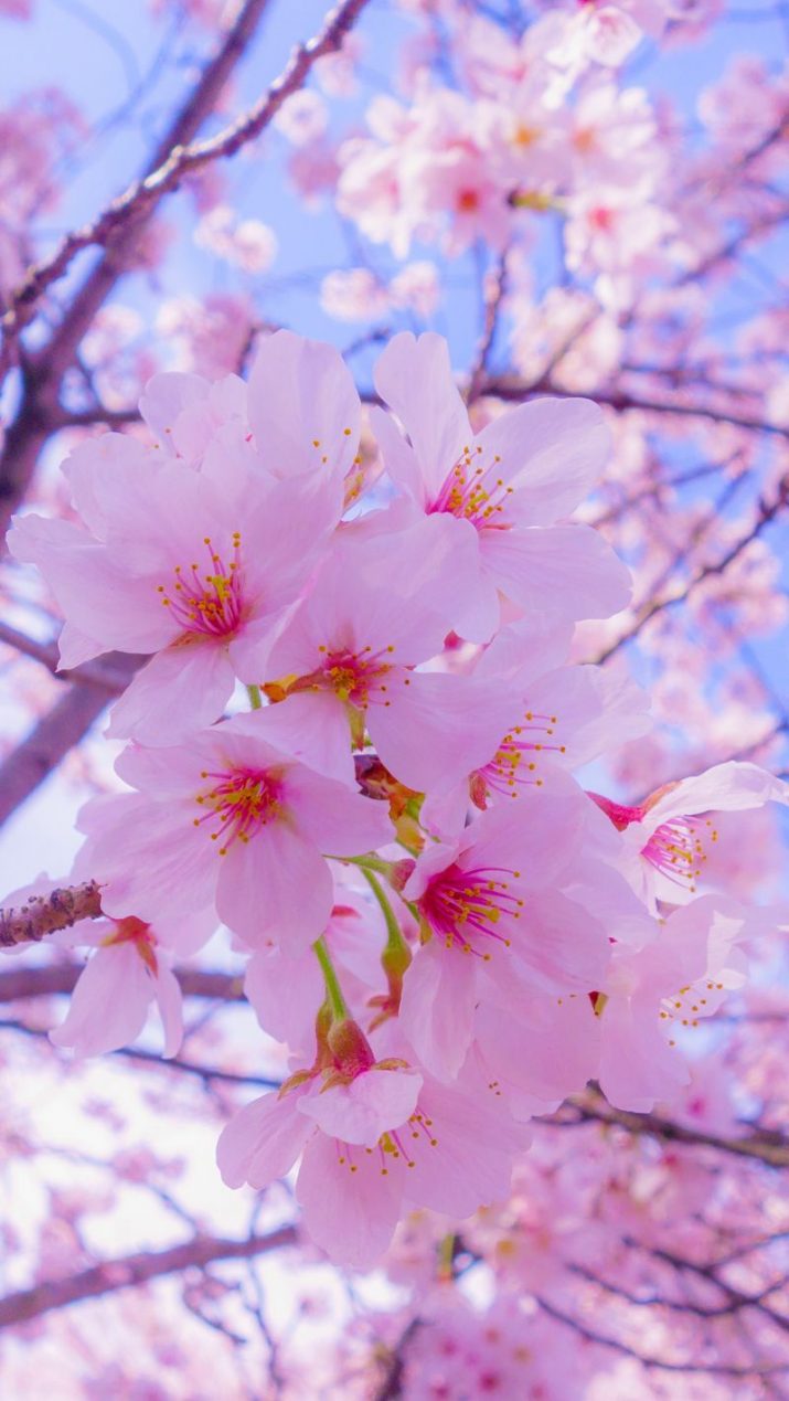 Spring Wallpaper 1 Spring Wallpaper 1