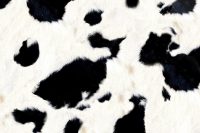 Cow Print Wallpaper 4