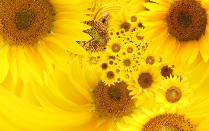 Sunflower Wallpaper 1