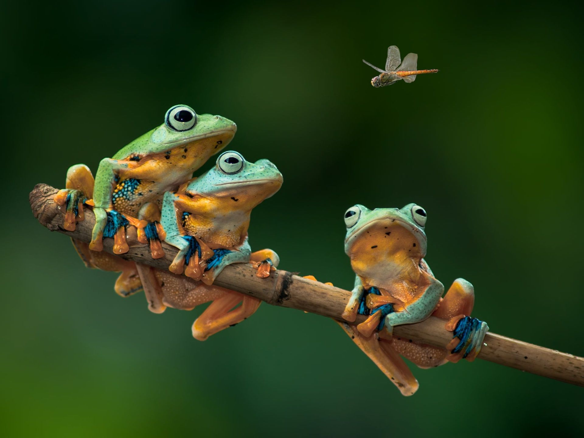 Cute Frog Wallpaper Wallpaper Sun