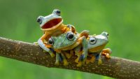 Cute Frog Wallpaper 6