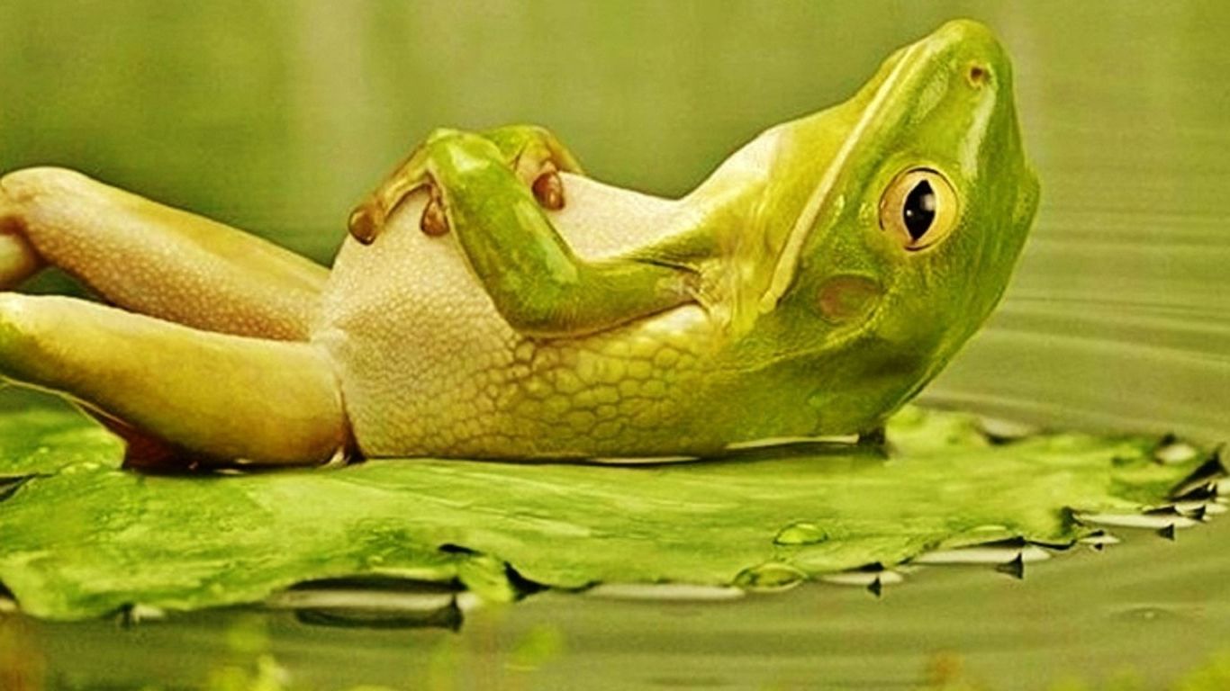 Indie Aesthetic Frog Wallpaper Laptop / Froggy Edits Froggy Lockscreens