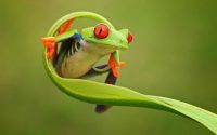 Cute Frog Wallpaper 19