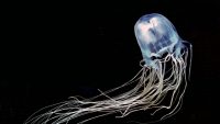 Jellyfish Wallpaper 14