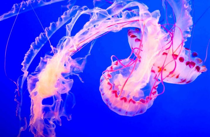 Jellyfish Wallpaper 1