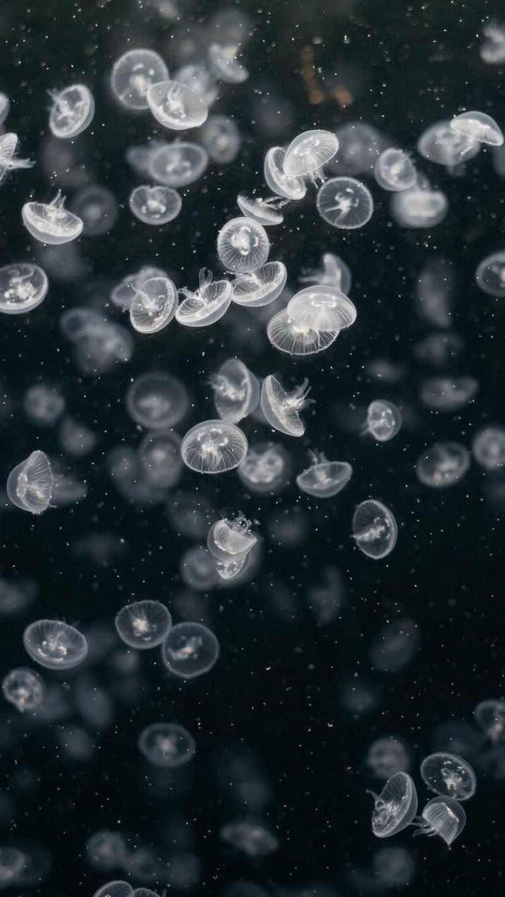 Jellyfish Wallpaper 1