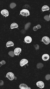 Jellyfish Wallpaper 9