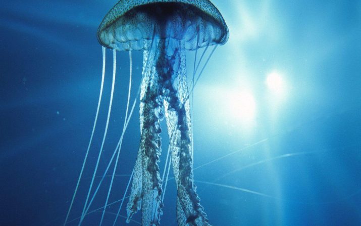 Jellyfish Wallpaper 1