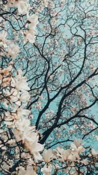 Cherry Blossom Wallpaper 22