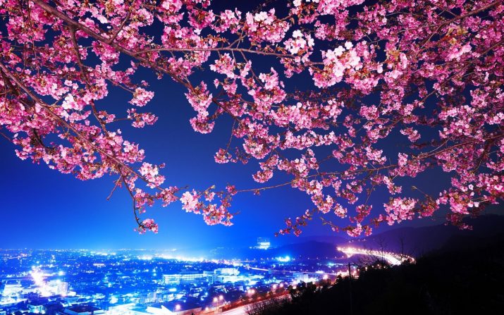 Cherry Blossom Wallpaper 1