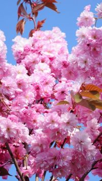 Cherry Blossom Wallpaper 29