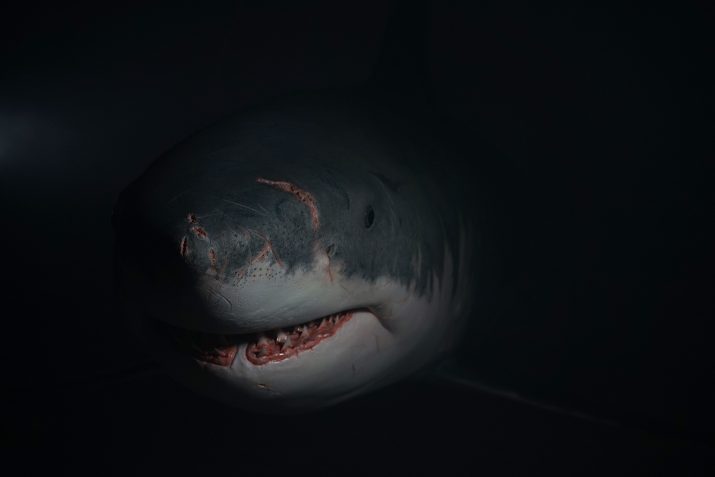 Shark Wallpaper 1