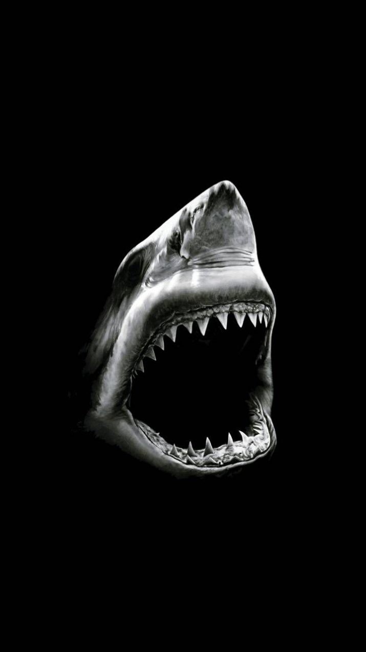 Shark Wallpaper 1