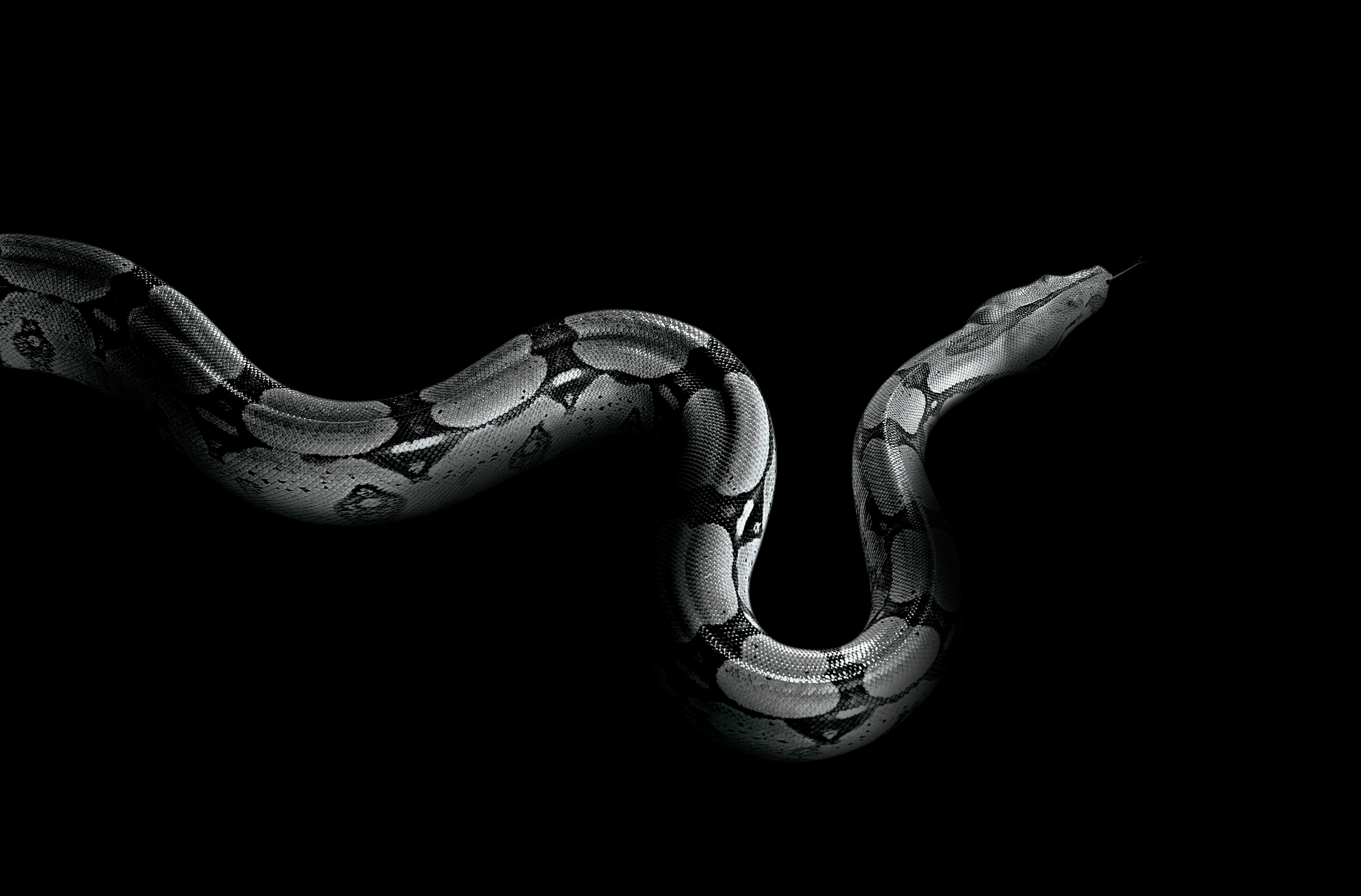 Белая анаконда. Черный Аспид змея. Змеи на заставку. Змея на черном фоне. Обои на рабочий стол змеи.