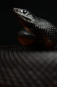 Snake Wallpaper 9