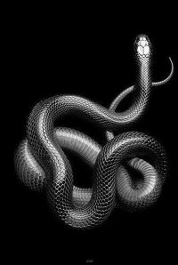 Snake Wallpaper 17