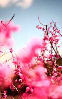 Cherry Blossom Wallpaper 19