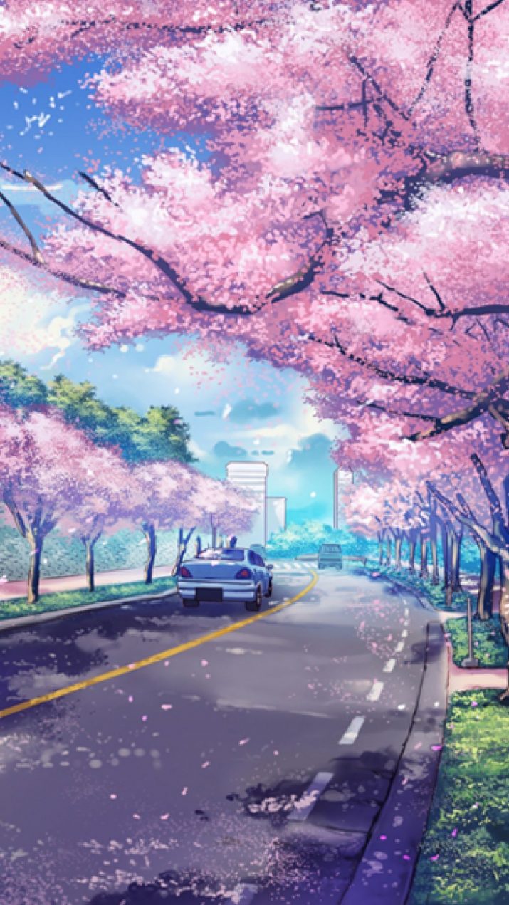 Cherry Blossom Wallpaper 1