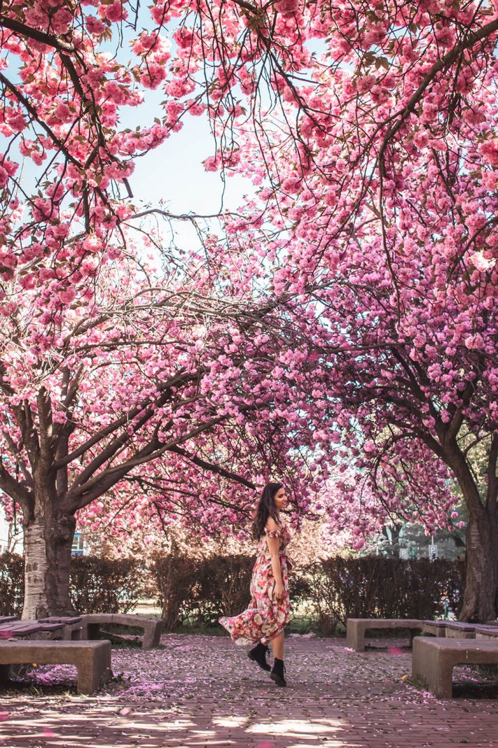 Cherry Blossom Wallpaper 1 Cherry Blossom Wallpaper 1