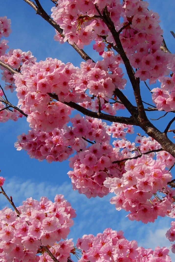 Cherry Blossom Wallpaper 1