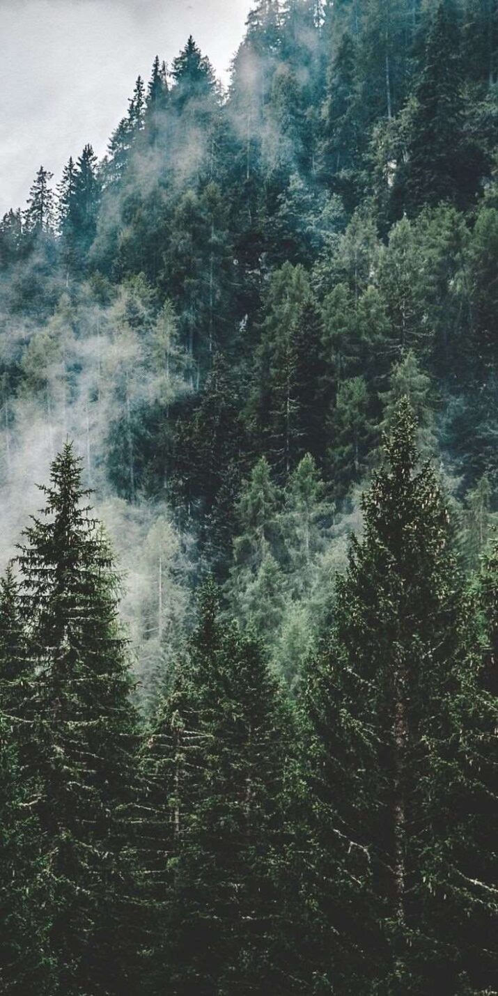 Forest Wallpaper 1