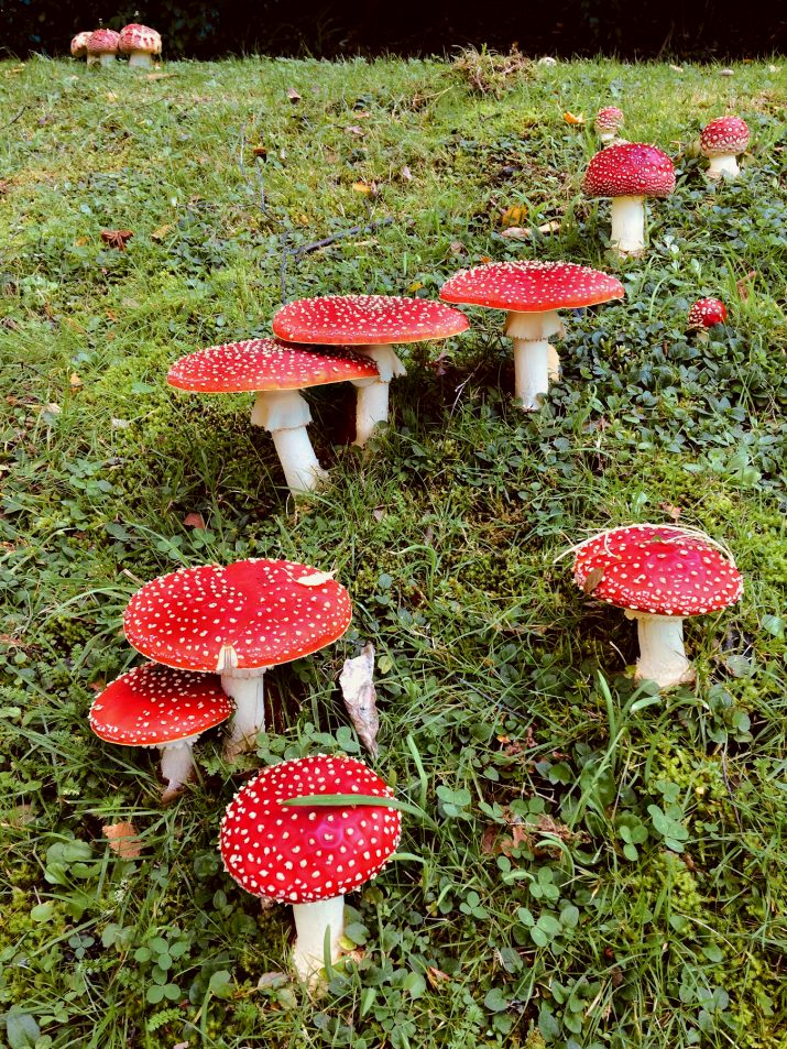 Mushroom Wallpaper 1 Mushroom Wallpaper 1