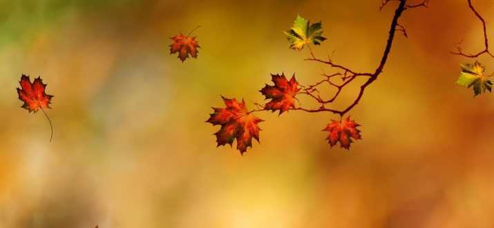 Autumn iphone wallpaper 1