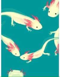 Axolotl Wallpaper 9