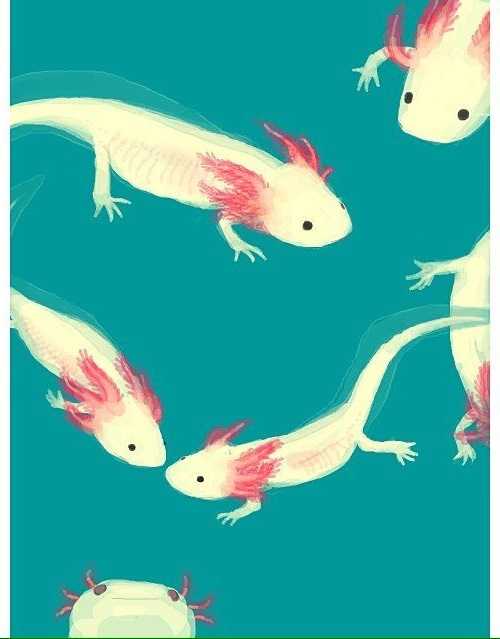 Axolotl Wallpaper 1