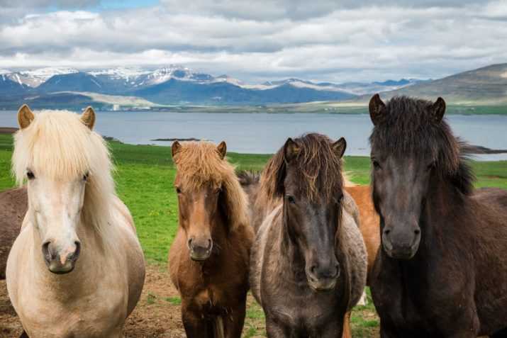 Icelandic Horses Wallpaper 1