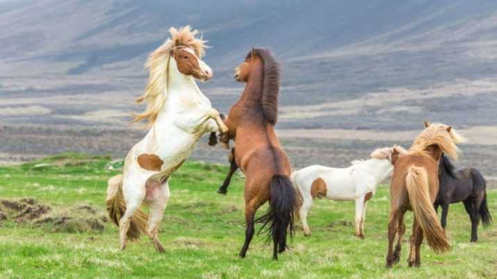 Icelandic Horses Wallpaper 1