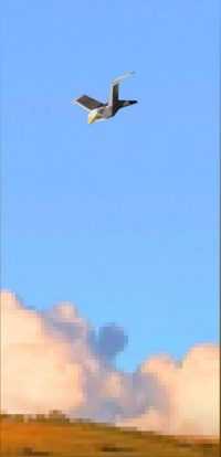 Lovejoy Pebble Brain Wallpaper 35